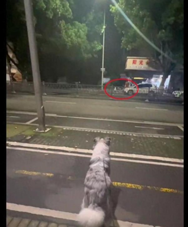 天弘配资 五个月比熊护食咬人被弃街头，它哭等主人却换来新生活